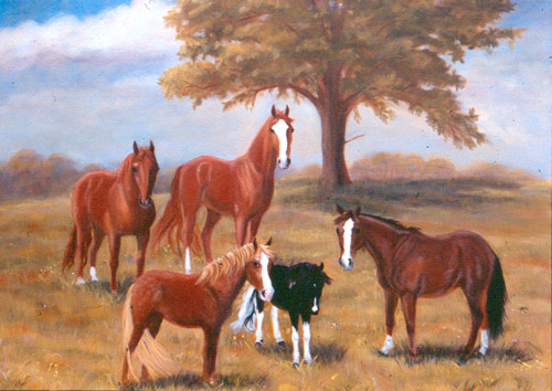 horses and ponies images. Horses and Ponies